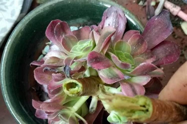 多肉施什么肥料最好