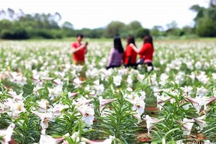 如何种植食用百合？食用百合的种植管理与方法