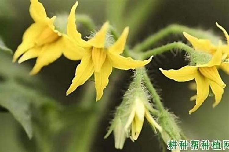 大棚春季番茄保花保果技术