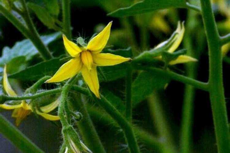 西红柿开花期该如何管理？