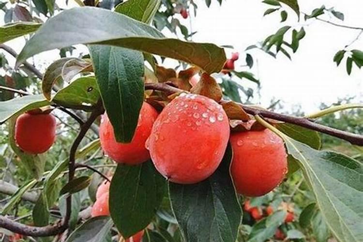 柿子树结柿子后用什么肥料膨果？