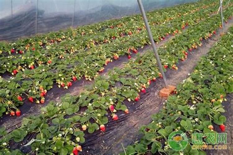 大棚草莓用什么肥料好？