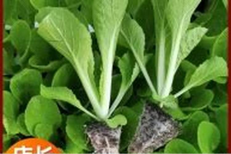 蔬菜怎样施用锌肥？