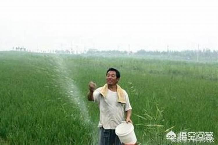 水稻旱作怎样施肥？