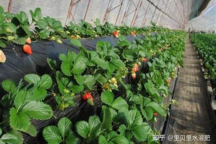大棚草莓用什么肥料好？教你一个好方法,草莓果子长得大又甜