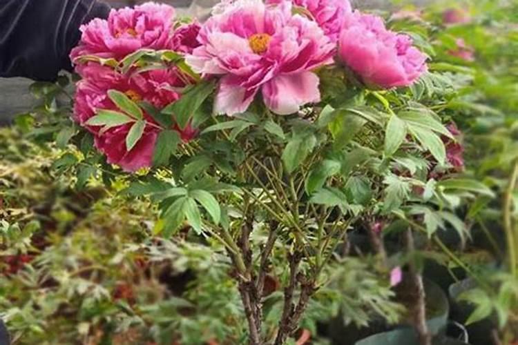 芍药花需要什么肥料