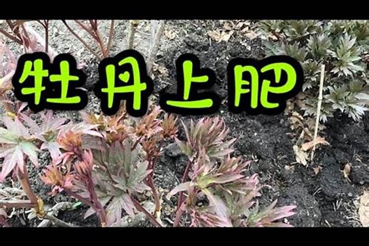 为什么种牡丹必须种芍药