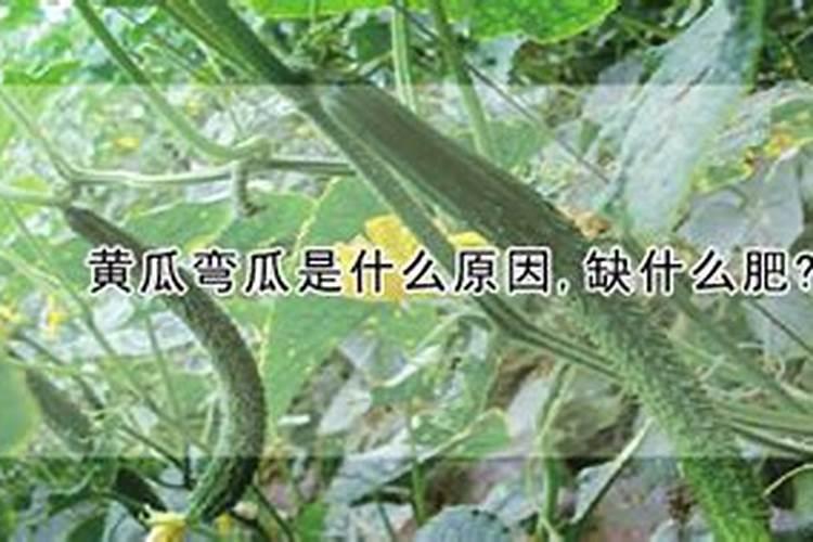 黄腐酸钾复合肥与硫酸钾复合肥哪个效果好？
