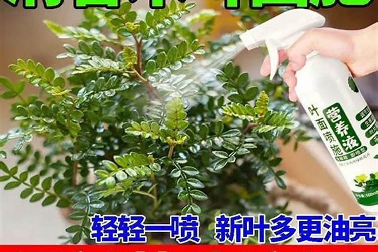 桂花叶子喷什么叶面肥最好