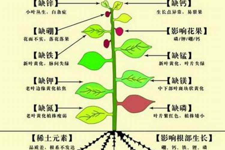 红薯最好的肥料是什么？