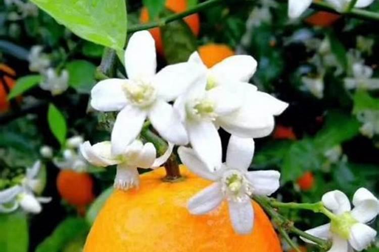 橙子树什么时候下肥料