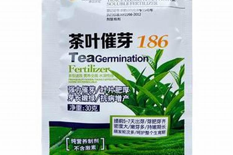 月季花现在都发芽了,而且也长新叶子了,可以施肥吗？