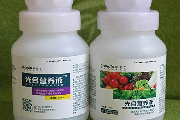 如何让膨大的莴苣长得更好？