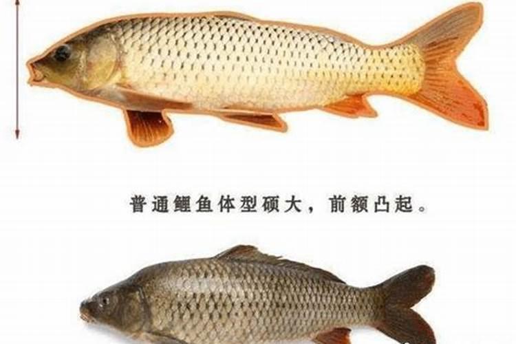 磷肥和氮肥有区别吗