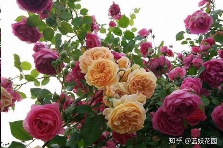 月季花什么时候施肥好 月季花最佳施肥时间是哪时候