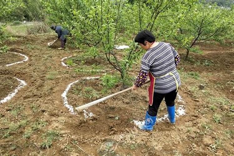 什么季节给花施肥最好