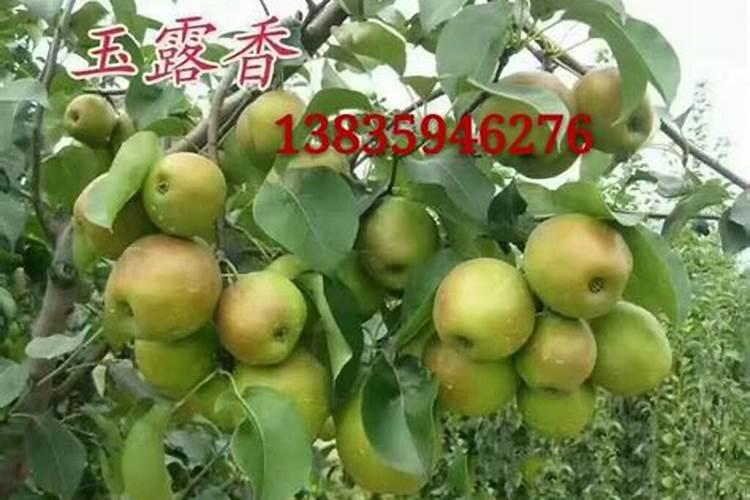 怎样种梨子树