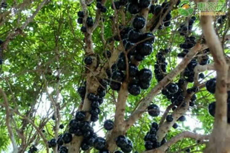 二铵一袋100斤价格表