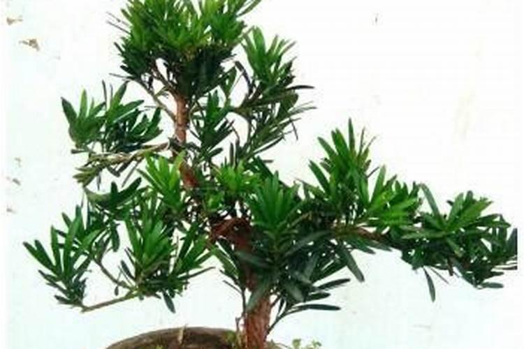 给红松大树追什么化肥好？