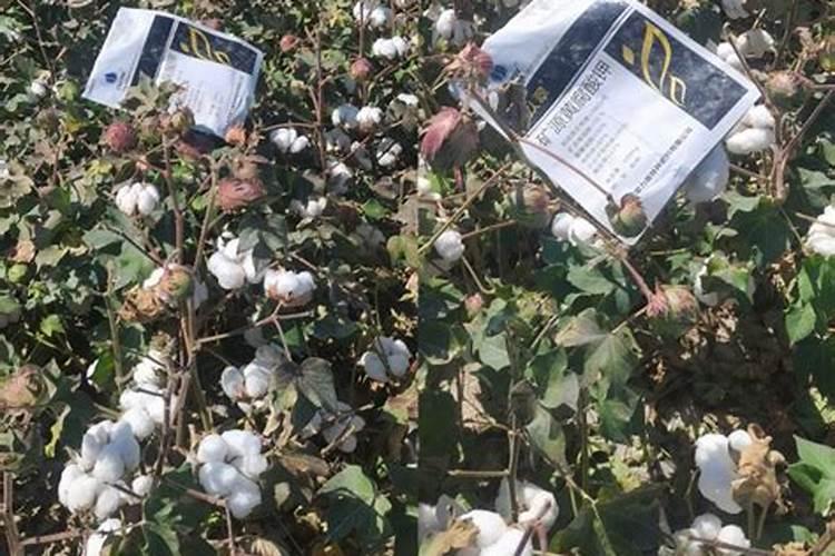 糖化硼肥片真能防虫吗