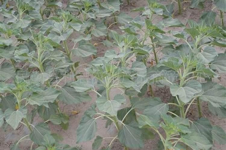 油葵什么时候追肥