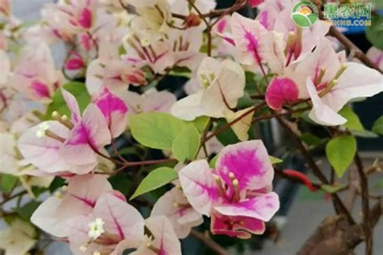 三角梅施肥方法和时间