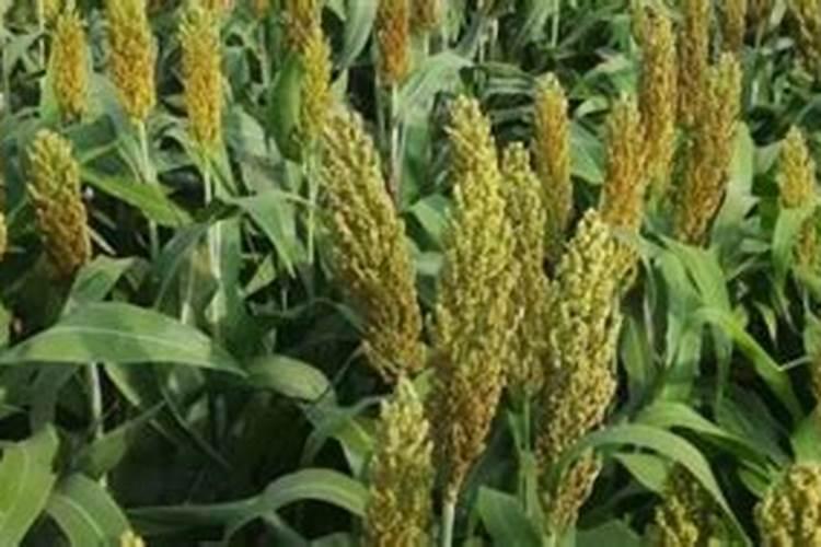 求:种高粱施多少肥？什么肥？