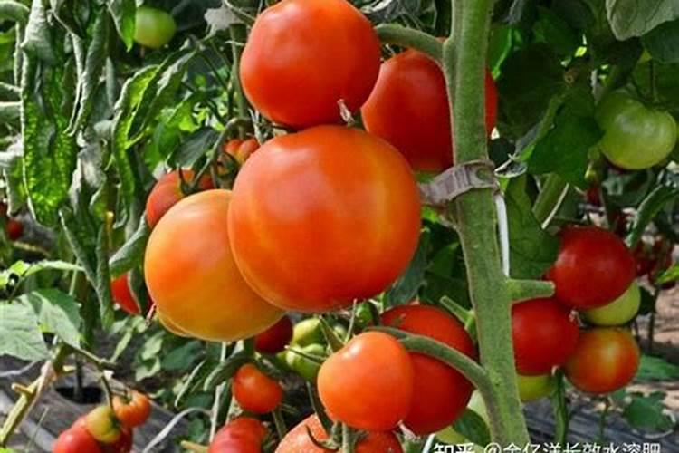 黑豆泡水里3个月后用黑豆当肥料上花可以吗？