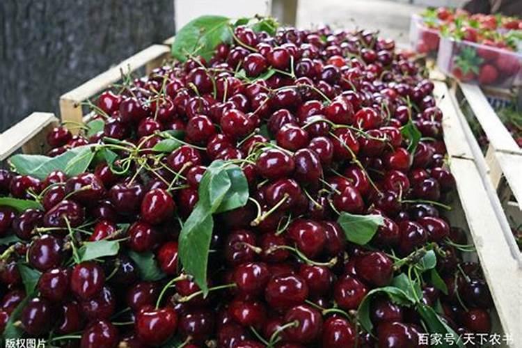 最厉害的“有机肥”是什么？养花应该怎样选择肥料？