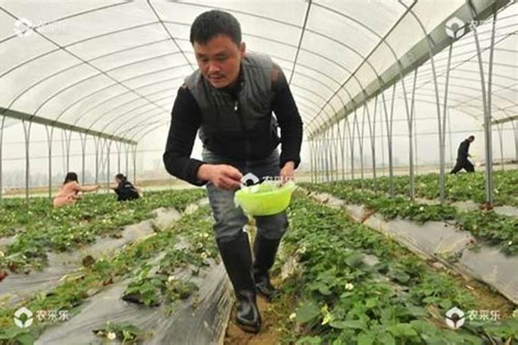 草莓用什么叶面肥