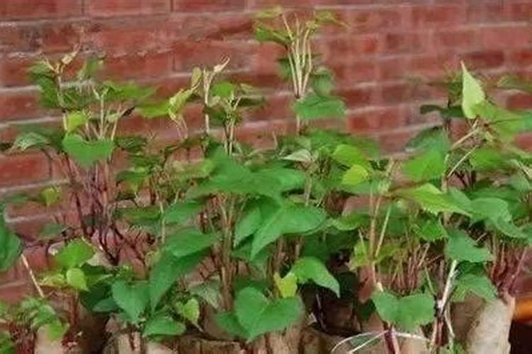 百合花施什么肥料最好;养花怎么施肥花才养得好