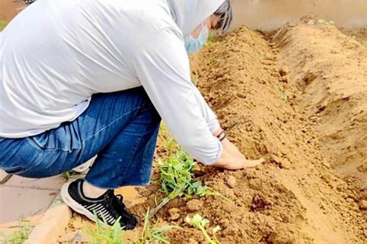 种地瓜用什么肥料最好