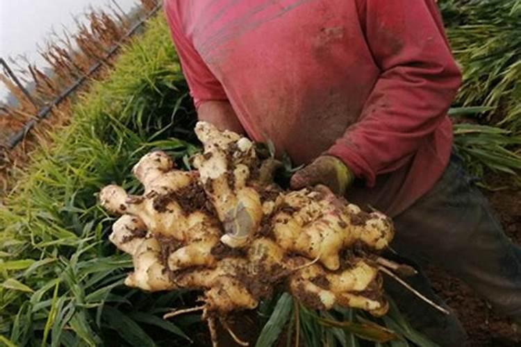 大姜种植后头两次浇水应怎么冲施肥料？