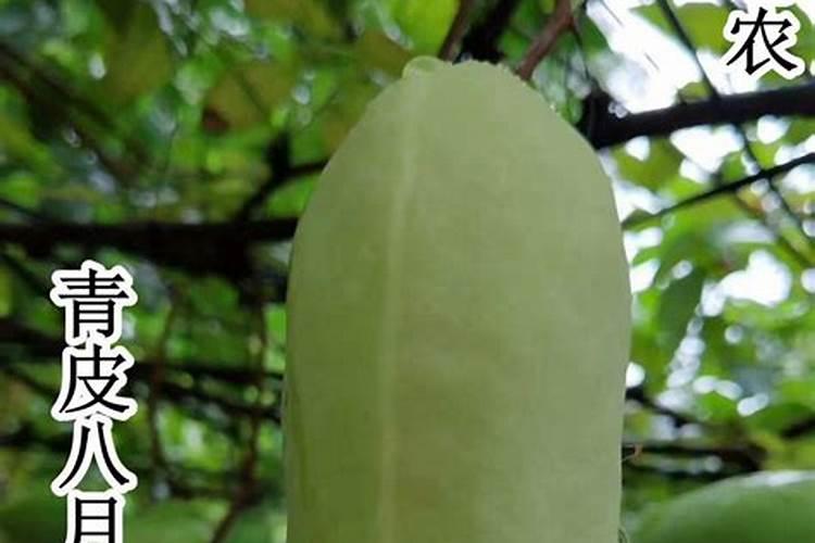 西兰花什么季节喷硼肥