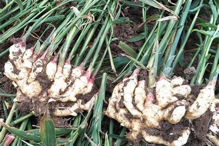 大姜种植后头两次浇水应怎么冲施肥料？