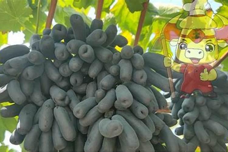 一斤尿素兑多少水,可以直接喷施在叶面上吗？