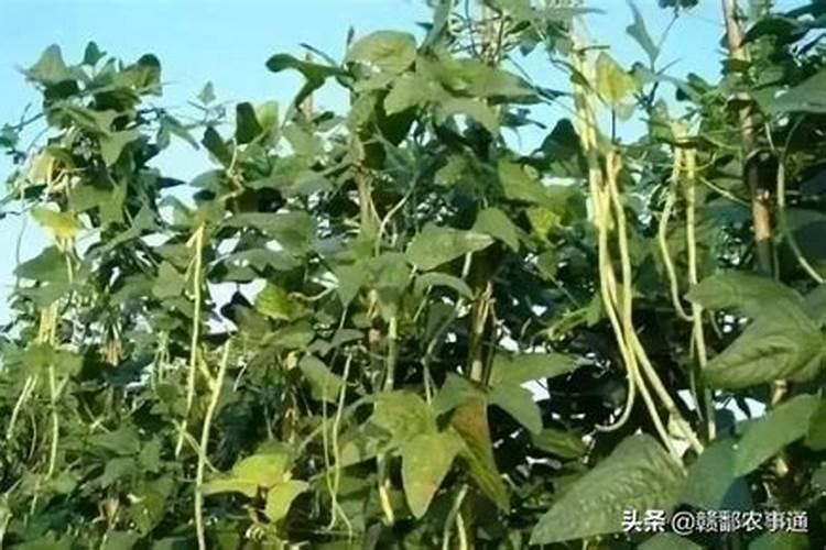 水溶性色素 名词解释