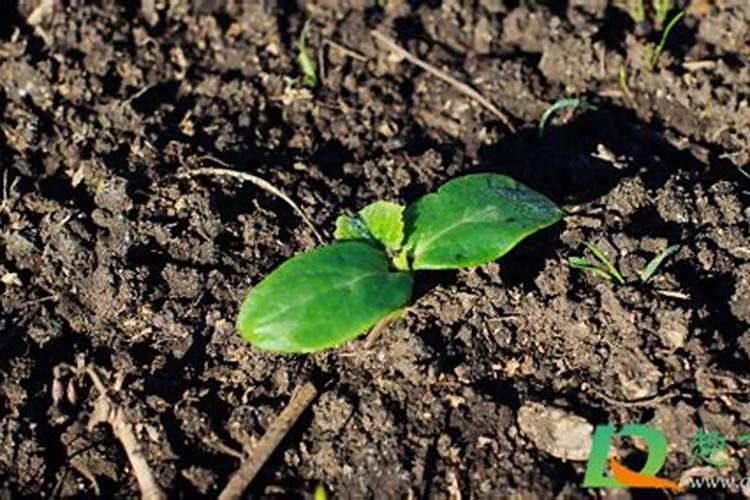 蔬菜挂果用什么肥料