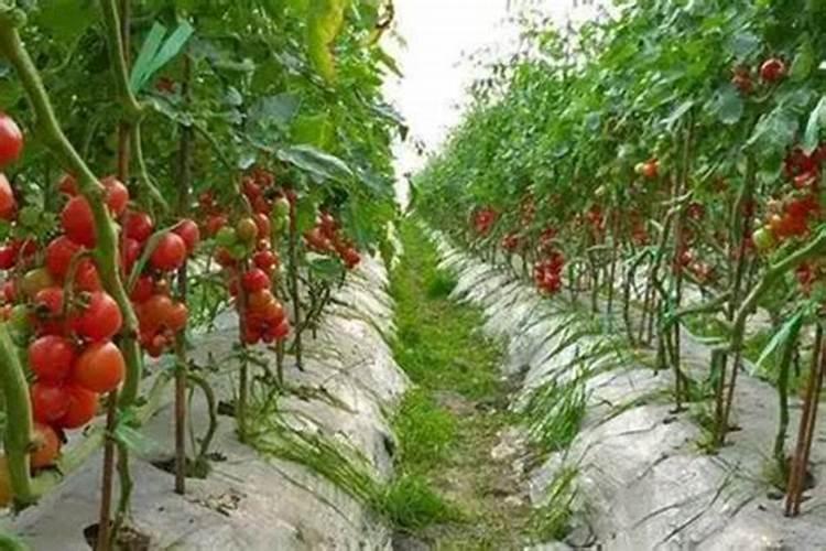 种西瓜怎么放底肥视频