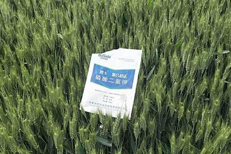 兰花用什么钾肥