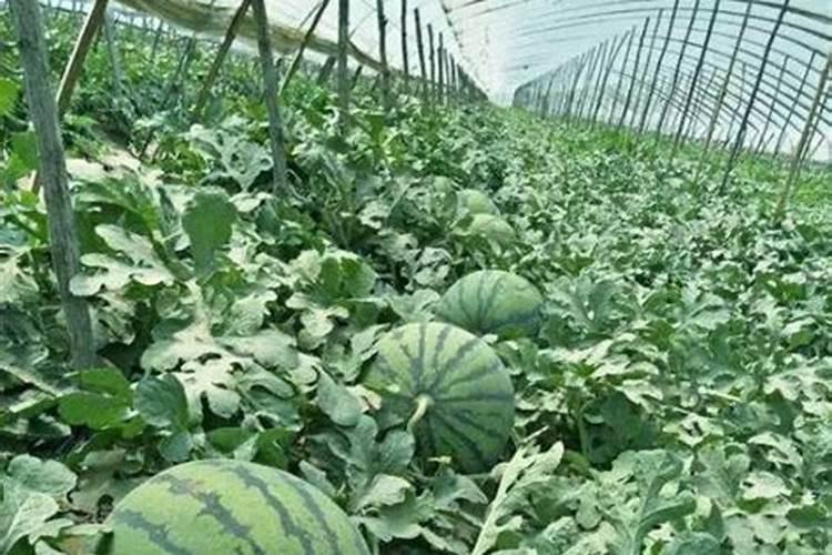 西瓜需肥规律与施肥技术