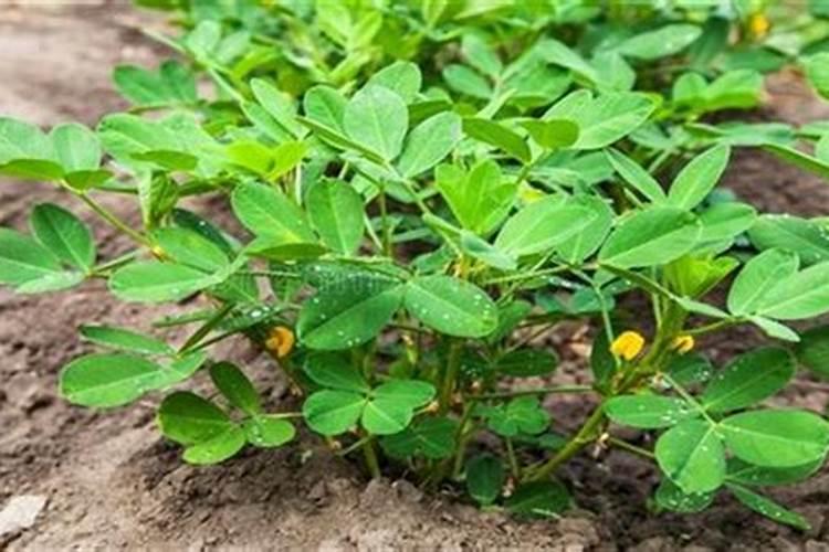 花生后期追肥使用什么肥料,什么时候追肥合适