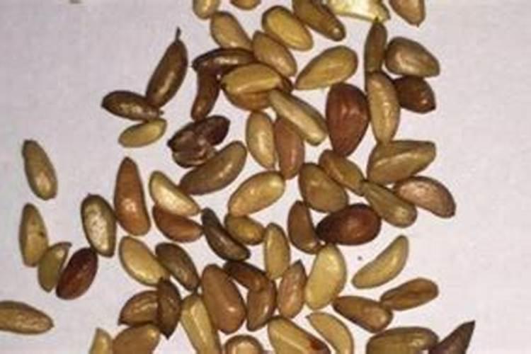 玫瑰花种植方法全过程
