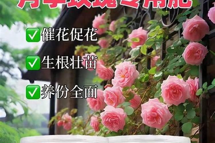 玫瑰花怎么施肥,玫瑰花施氮磷钾肥最为合适