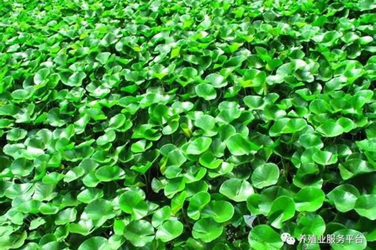 鱼用肥料的配方