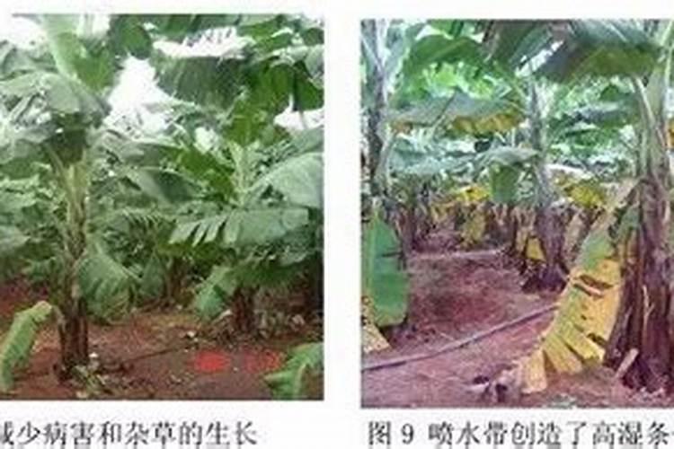 怎样根据香蕉需肥特点进行施肥