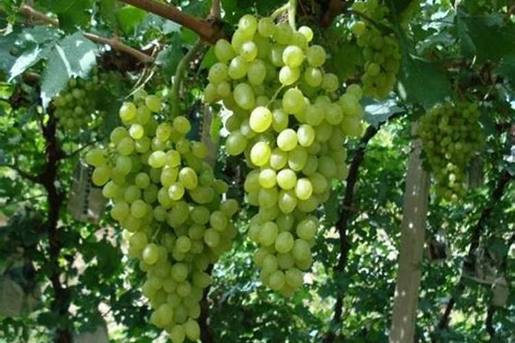 金万达生物科技有限公司有哪些产品呢