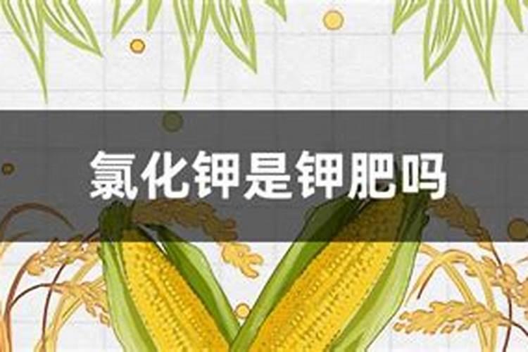 买甜瓜是“越大越好”吗？老果农透露:记住这3点,一挑一个准