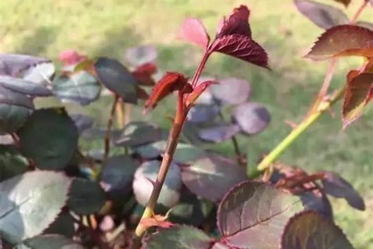浙江看杜鹃花的好地方十大杜鹃花观赏点