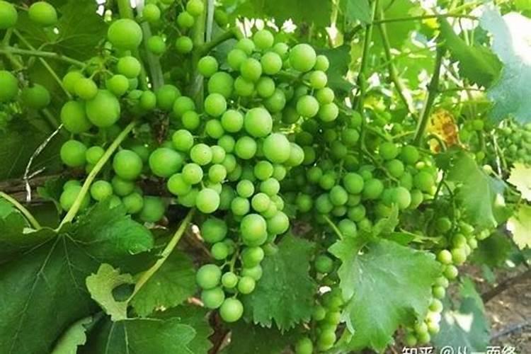 葡萄硼肥什么时候打最好？开花前？还是花期打？